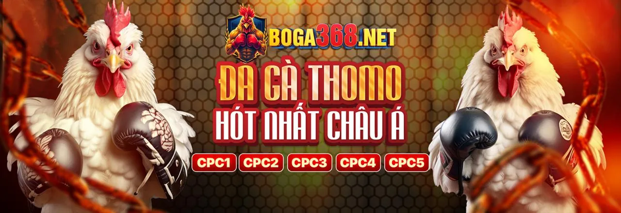 Sân đấu đá gà kịch tính tại banca29 hiện đang mở